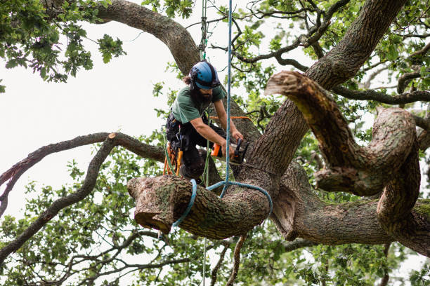 Best Tree Health Inspection  in Leipsic, OH