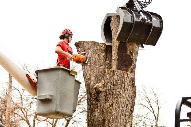 Professional Tree Services in Leipsic, OH